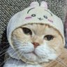 Фото профиля 😺ここにゃん🐟️