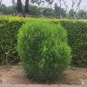 Inam haq profil fotoğrafı