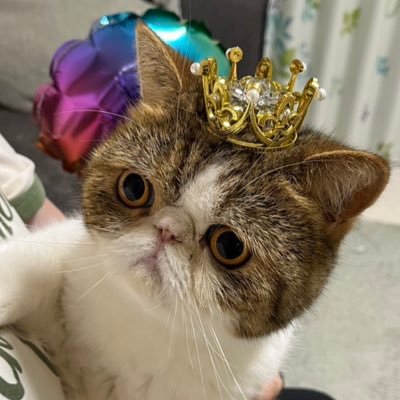 Chape_Yuichigo's profile picture