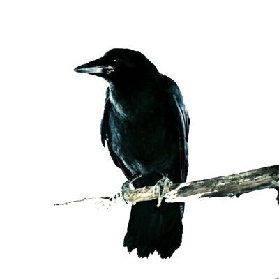Angelo66645603's profile picture