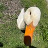 Duck's profile picture