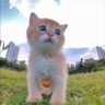 self sabotager profil fotoğrafı