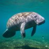 Bald Manatee profil fotoğrafı