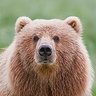 BBear profil fotoğrafı
