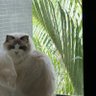 Фото профиля shui