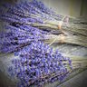 Profilbild von Lavender