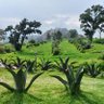 Фото профиля Andrés Alavez