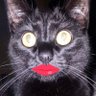 Profilbild von Lauren🗽🇺🇲🐈⬛🐼🦅
