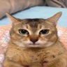 Profilbild von Soufayra
