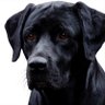 Фото профиля Black Lab(ORATORY)
