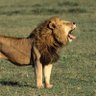 TamedLionMedia's profile picture