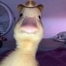 Harmlessduckobservinghumanity 的头像