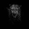 After Dark's profile picture