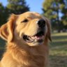 Moty's profile picture