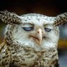 Owl butler 的头像