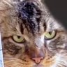 Ahmet's profile picture