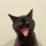unpavedasphalt's profile picture