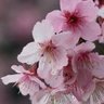 Pepper 🌸 profil fotoğrafı