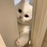 bloom profil fotoğrafı
