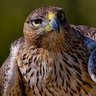 Фото профиля loubonelli eagle