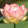 Profilbild von Mohan ๐ป๐