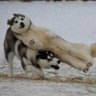 Фото профиля 何かだった