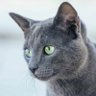 Jillibean profil fotoğrafı