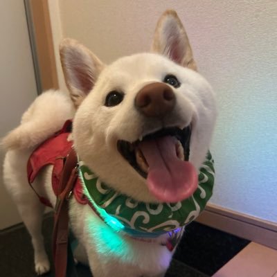 白柴もち吉's profile picture