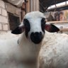 Фото профиля kambing gemash🐑