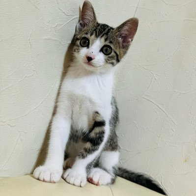 のんちゃん's profile picture
