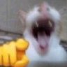 Agatsuma's profile picture