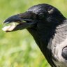 Фото профиля Corvo de Padrões