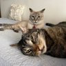 Missiangie's profile picture