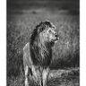 Murali profil fotoğrafı