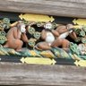 やまとなでしこ 的头像