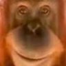 Profilbild von OrangTheMan