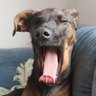 Profilbild von chai