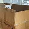 Фото профиля とんがらし