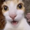 seyan 😼's profile picture