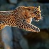 Titanium Ocelot profil fotoğrafı