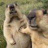CABYBARA profil fotoğrafı