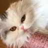 Chika Sato's profile picture