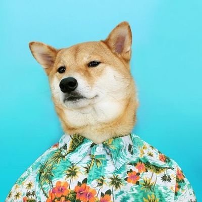 Scotch's profile picture
