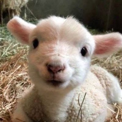 uva verde's profile picture