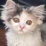 talal profil fotoğrafı