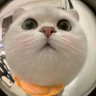 World animal cute profil fotoğrafı