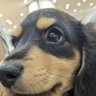 はち 的头像