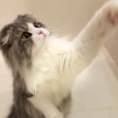 cocodesigners's profile picture