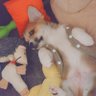 ダイゴ🐶🐾🔰🌻's profile picture