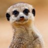 Le Suricate Réfractaire 🇫🇷🇹🇳🇵🇸 的头像
